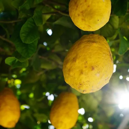 Ciro Bed and breakfast 3*